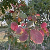 “老年人权益保护”系列公益讲座进社区活动持续开展中